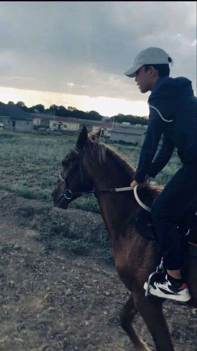 Құнан  3 жасар...