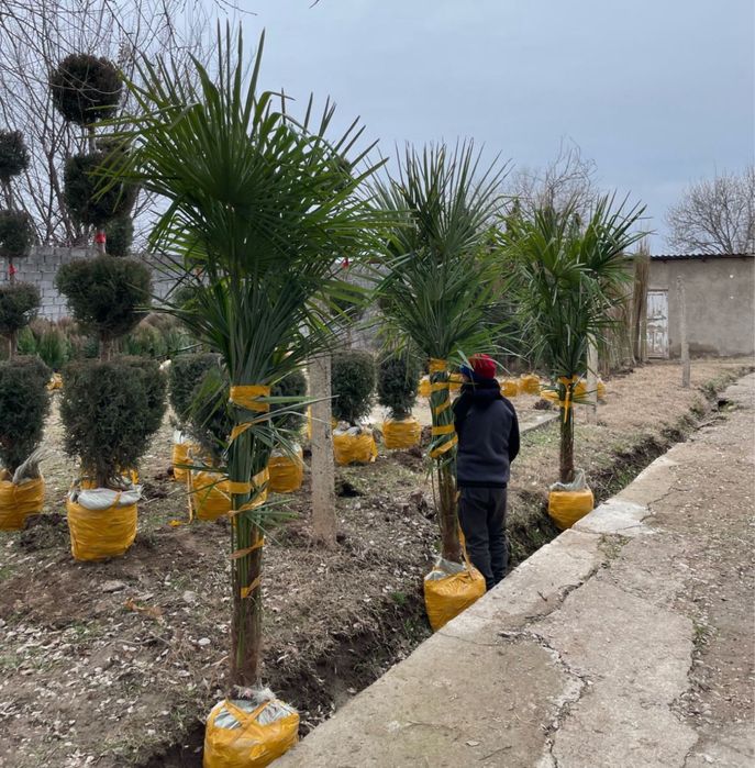 Ёлка все виды есть