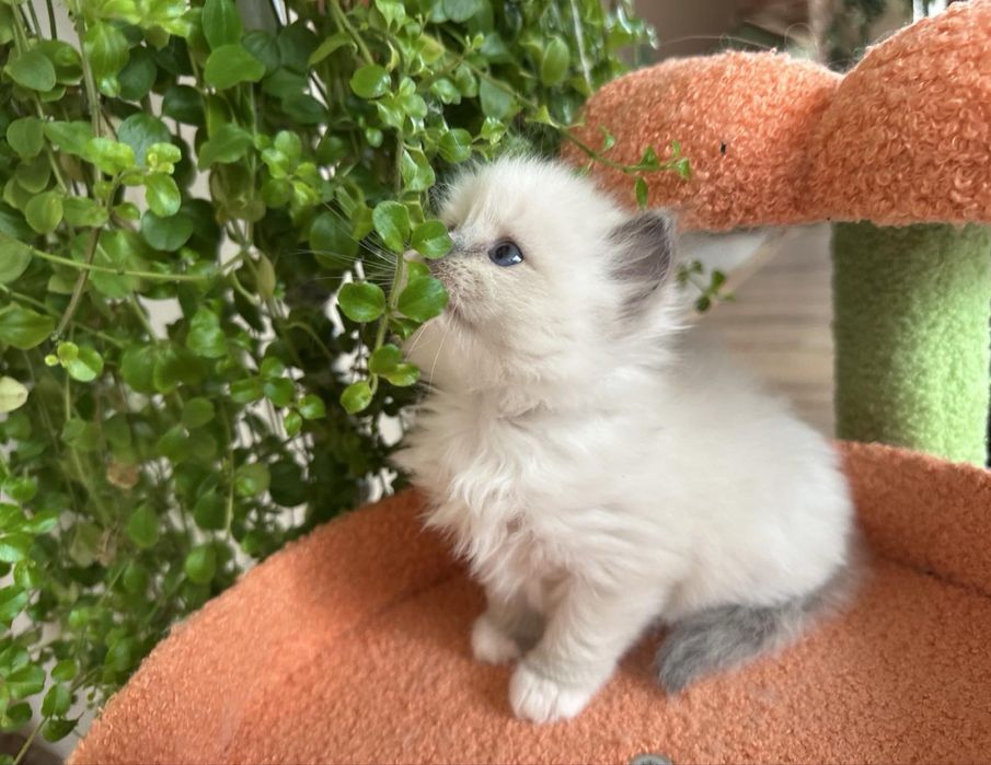 Регдол /RAGDOLL /  момиченце