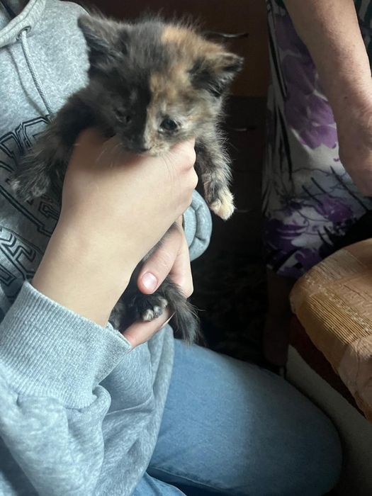 Отдаем котят в добрые руки