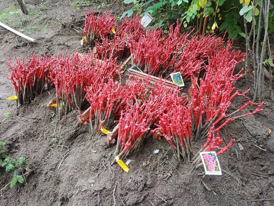 Coacaz rosu, coacaz negru,Agris, Catina, Arbusti fructiferi livrare RO