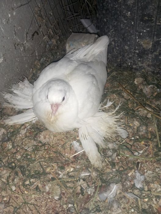 Продам белых Пискунов из под хороших кровей.скоро вылитят.