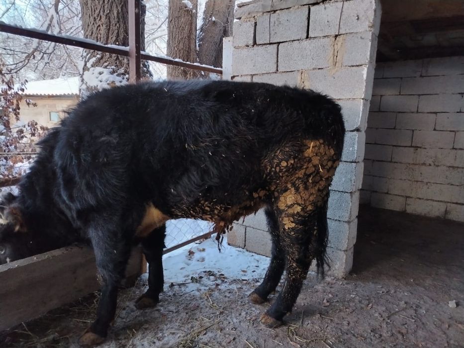 Семыз бука сатылады