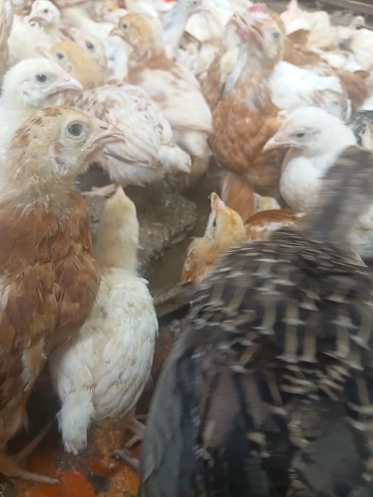 Ломан браун балапандары