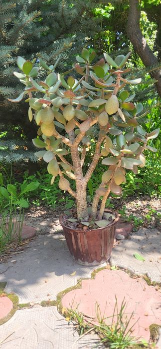 Красула, толстянка