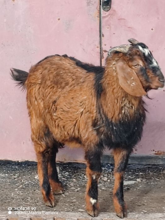 Нубийский козлик