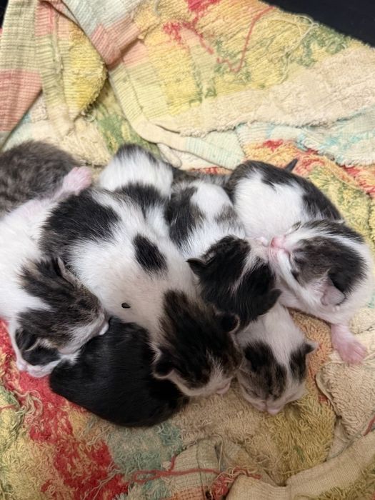 Отдам даром красивых и здоровых котят.