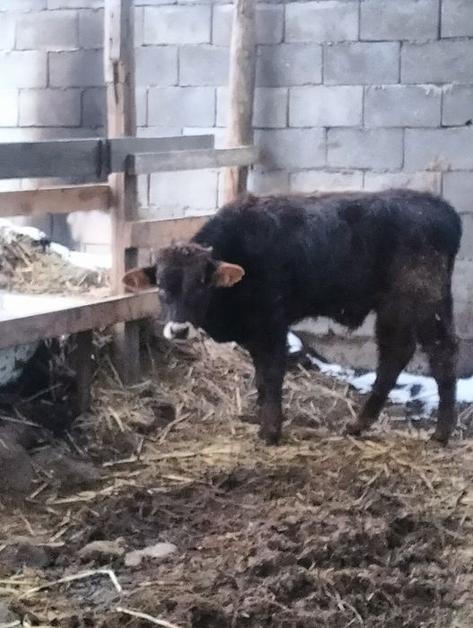 Сельхозживотное бык