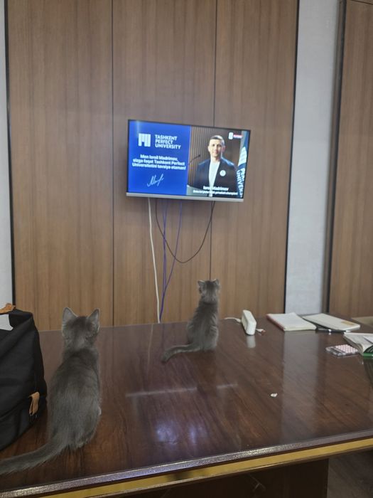 Мушукчалар сотилади