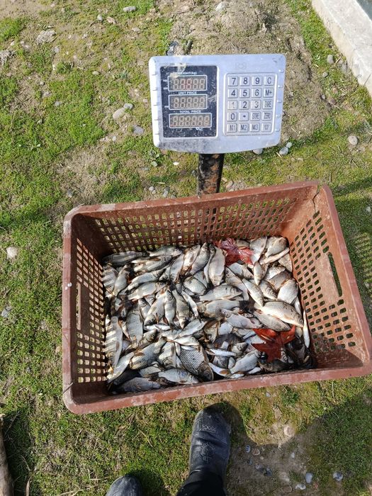 Продаем рыба Сеголетка малёк сазан талсталоб амур