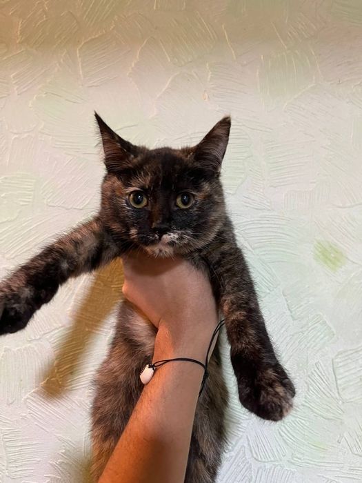 КОТЯТА! Отдам милых котят в добрые руки!