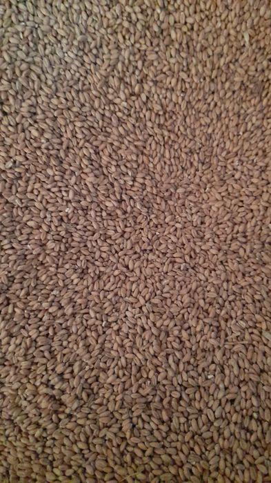 Recoltă 2025: orz, grâu și porumb