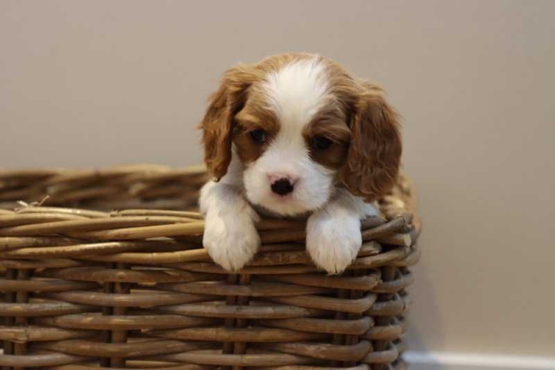 De vanzare baietel foarte frumos din rasa King Charles Cavalier