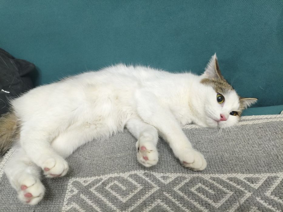3 котик девочких