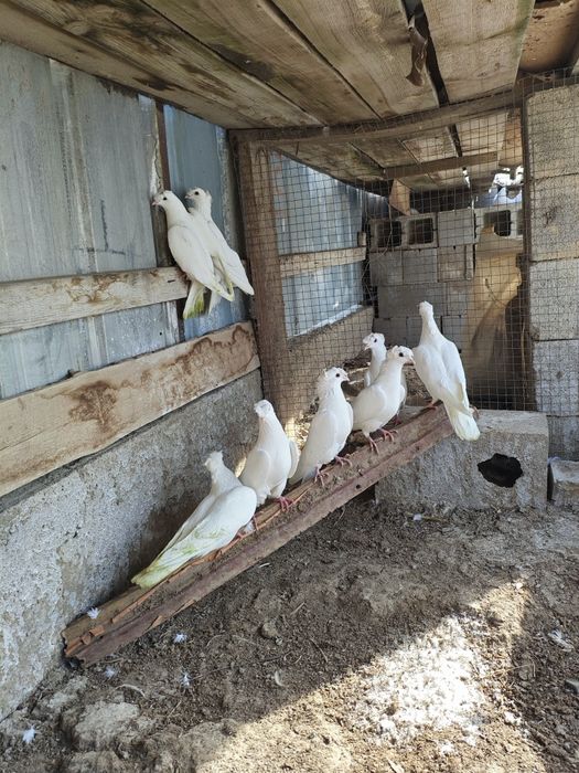 Кептерлер сатылады