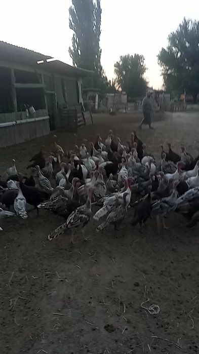 Түйетауық сатылады