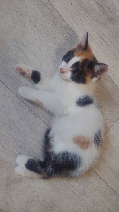 отдам котят бесплатно
