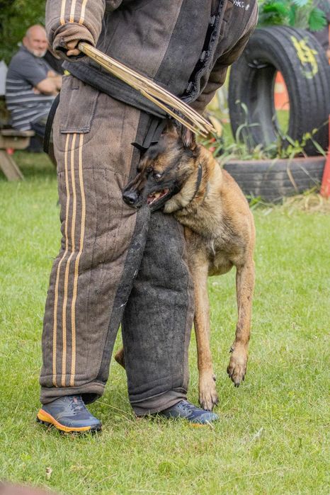 Ciobănesc Belgian Malinois cu pedigree FCI tip A