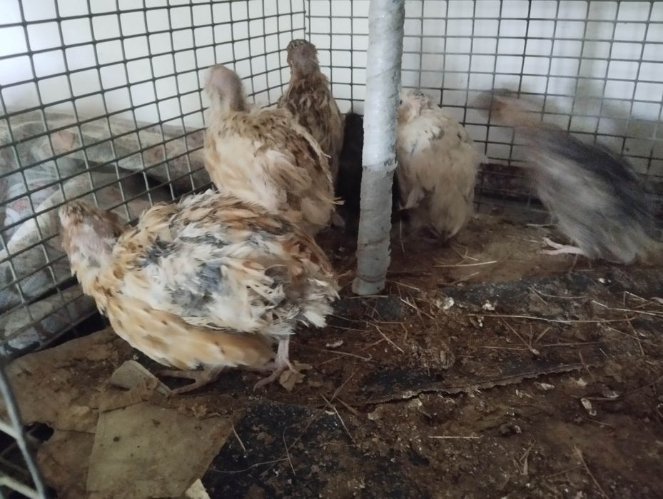 Бөдене . 9 штук  жаксы