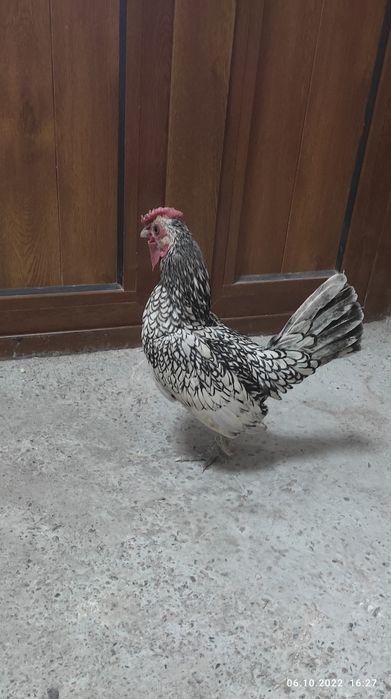 Yapon xoroz toza zot