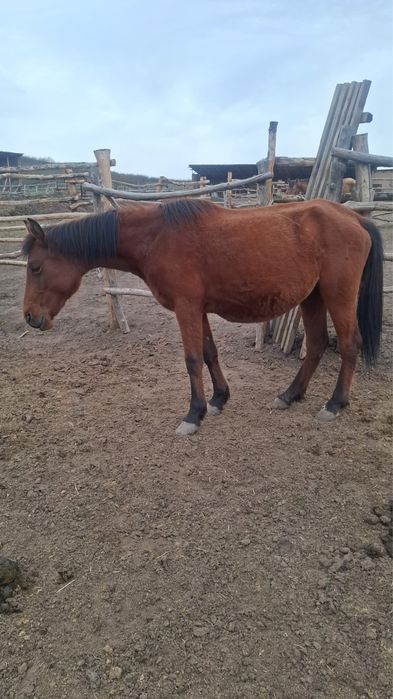 Буаз байталдар  .