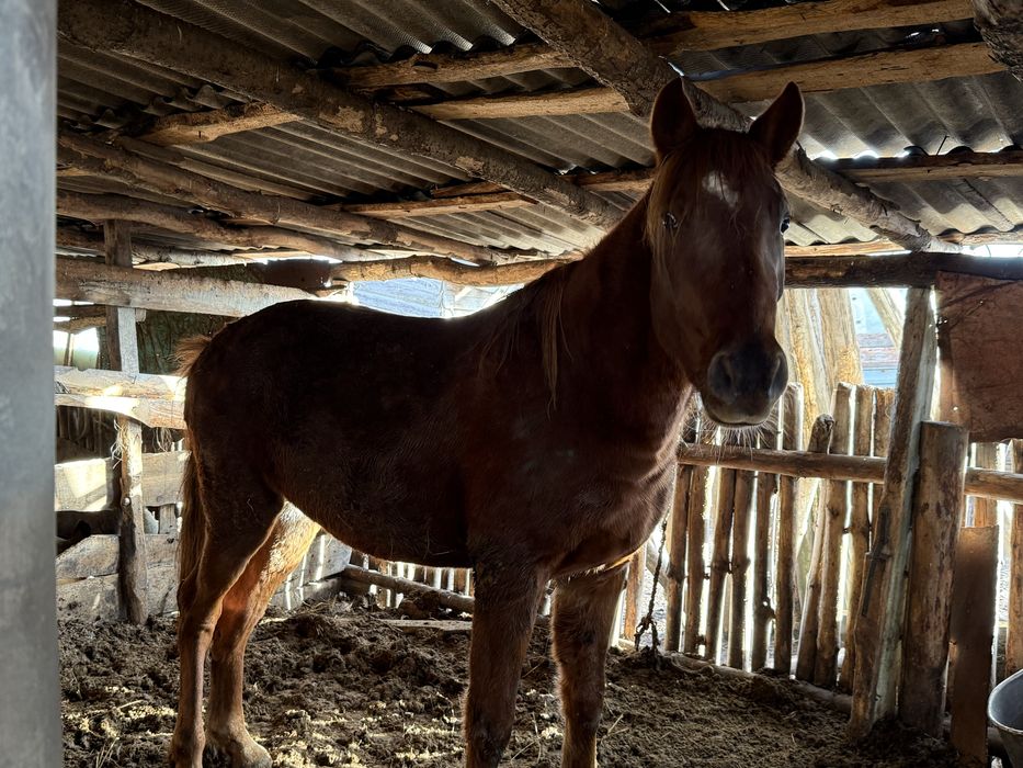продам лошадь (жеребец)