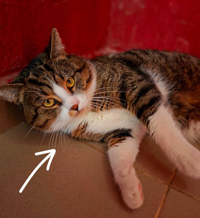 Adoptie motan tigrat castrat Nicholas