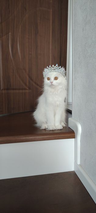 Скотиш фолд хайленд.