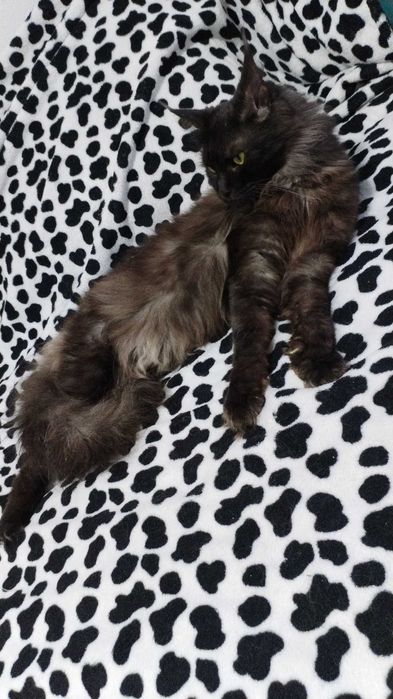 Maincoon pisica femela cu Pedigree Black Smoke