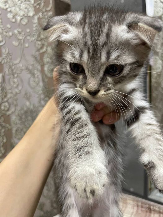 Скоттиш Фолд Мушукча, Зотдор