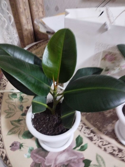 Продам домашние цветы