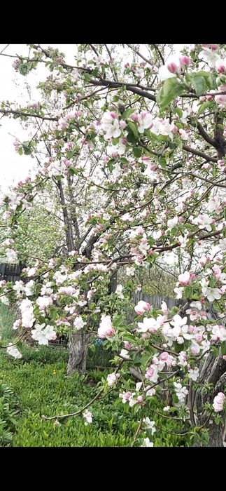 Продаю дачу ДО Золотая осень