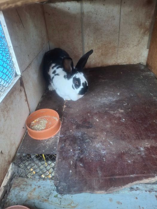 Vând iepuri albi fluture german