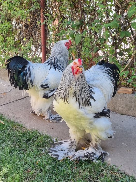 Vând cocoși din rasa de găini brahma herminat deschis