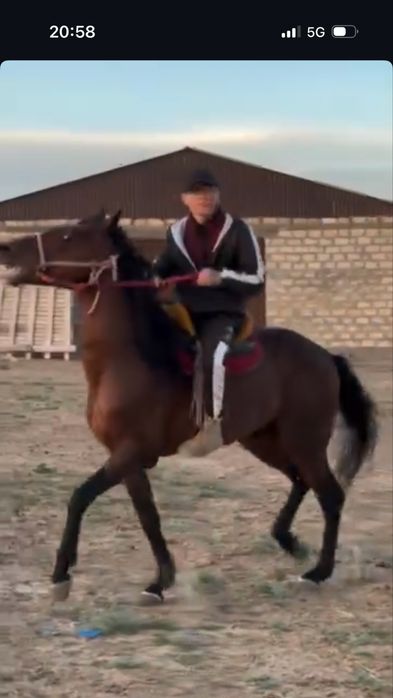 Айғыр мінгі Ағылшын