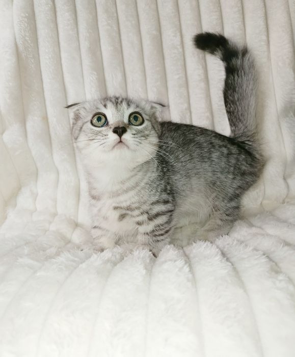 Продается шикарный котенок Манчкин мальчик