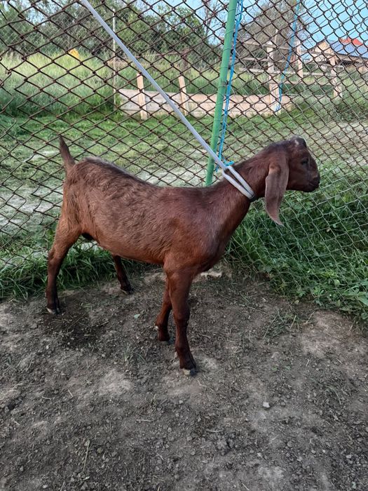 Capre si iezi Anglonubieni