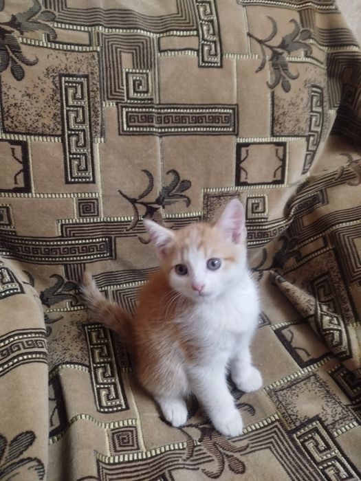 Отдам а хорошие руки