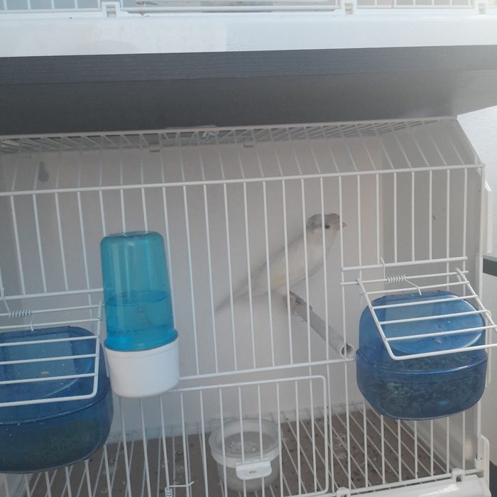 Vând Timbrado spaniol