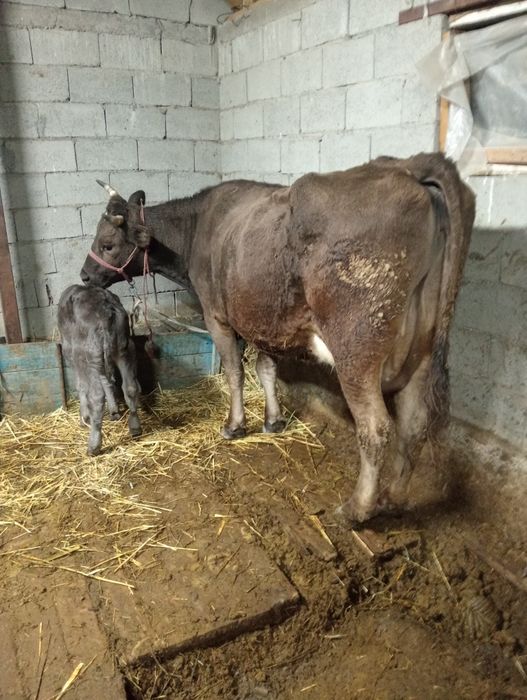 Бузаулы сутты сиыр