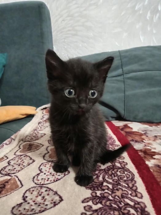 Отдам домашних котят в хорошие