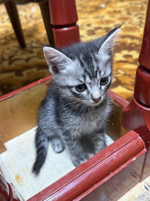 Отдам котят в добрые , любящие руки