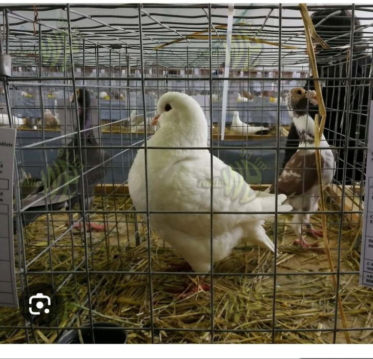 Vând schimb kingi cu alte rase de porumbei