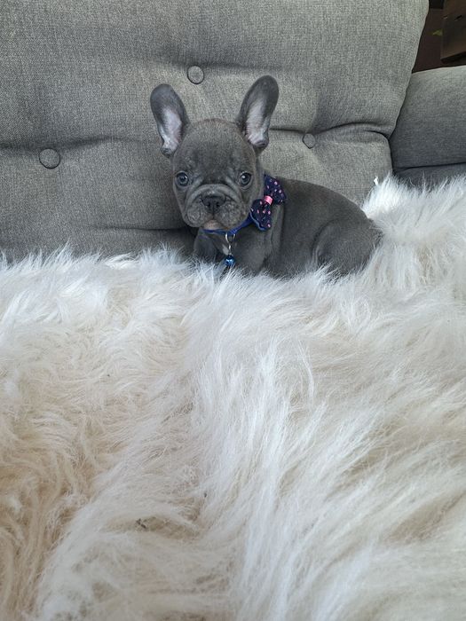 Bulldog francez