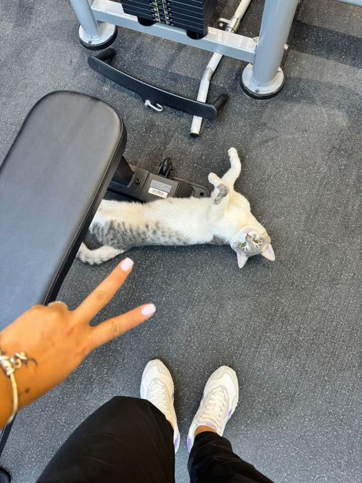 Животные кот 1 год