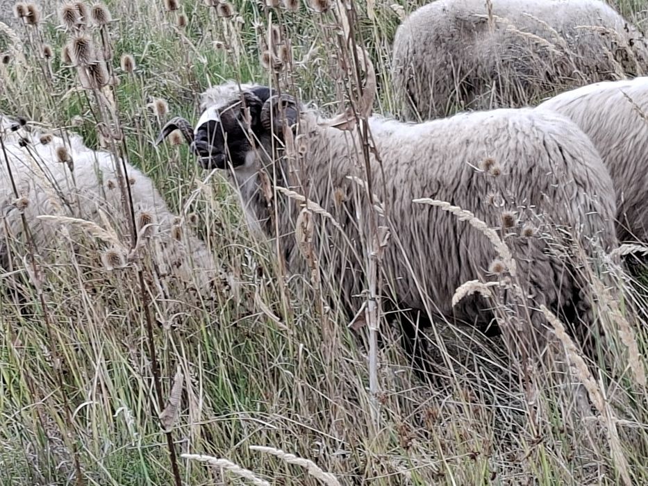 Oi, miei si capre de vanzare