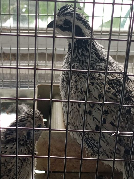 Екзотични животни