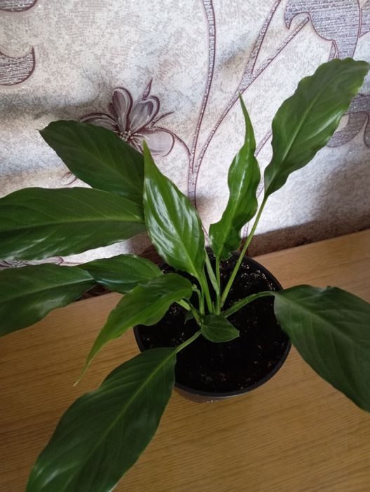 Продаются комнатные цветы