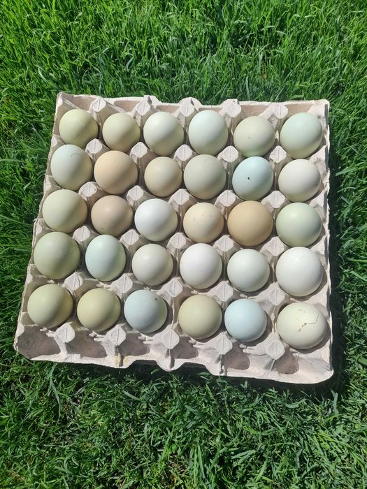 Oua gaina incubat albastre verzi