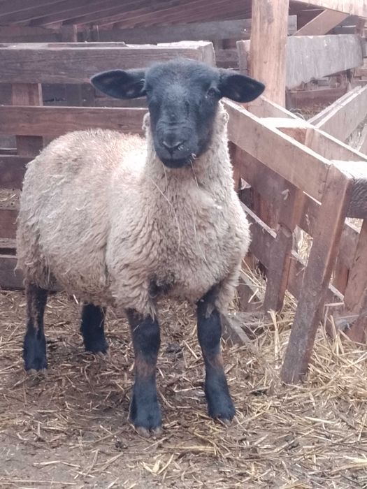 Berbeci, berbecuti suffolk!